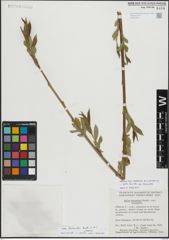 Foto von Salix lasiandra Benth.